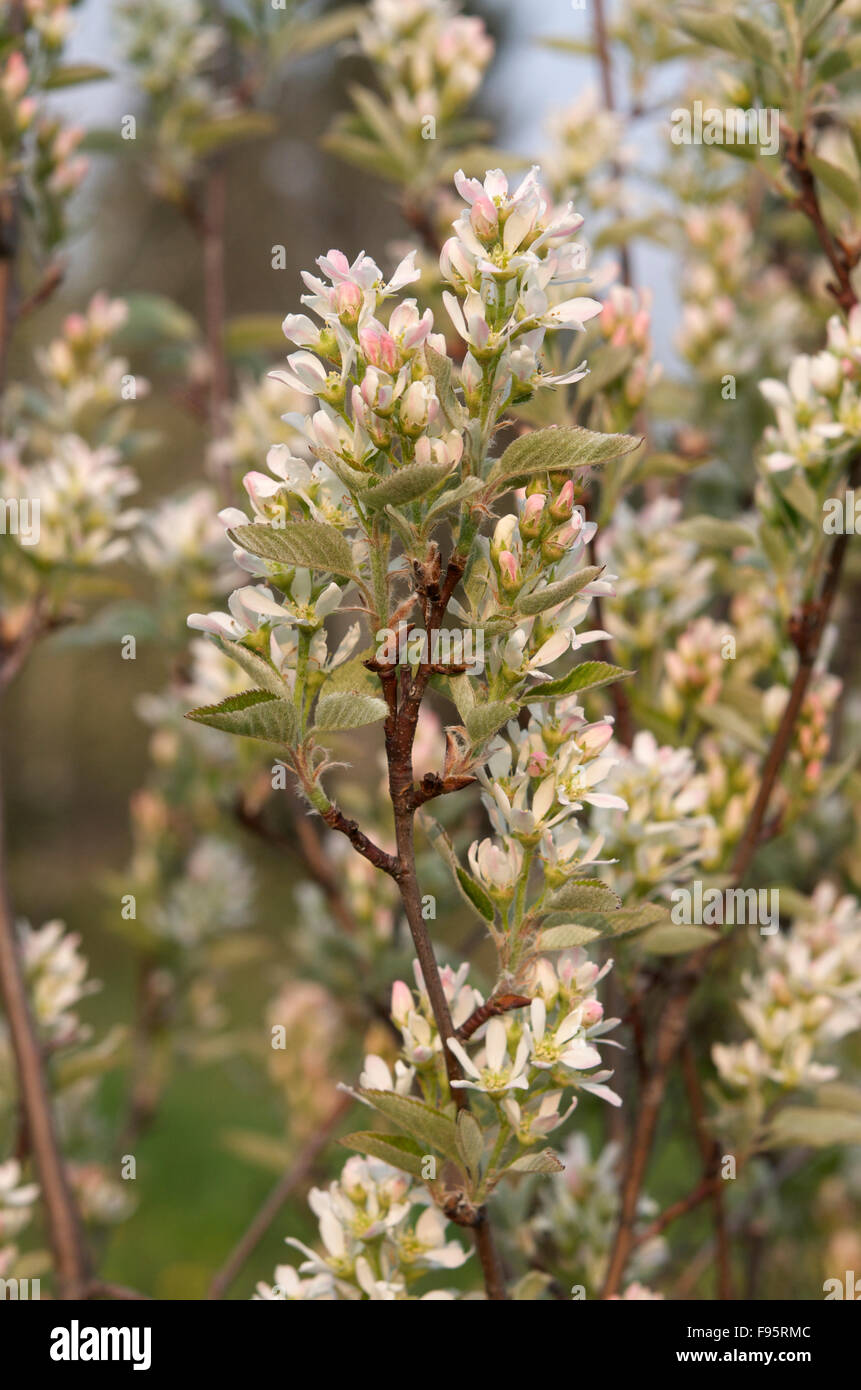 Saskatoon oder Elsbeere Busch blüht, (Amelanchier Alnifolia), in der Nähe von Thunder Bay, ON, Kanada. Stockfoto