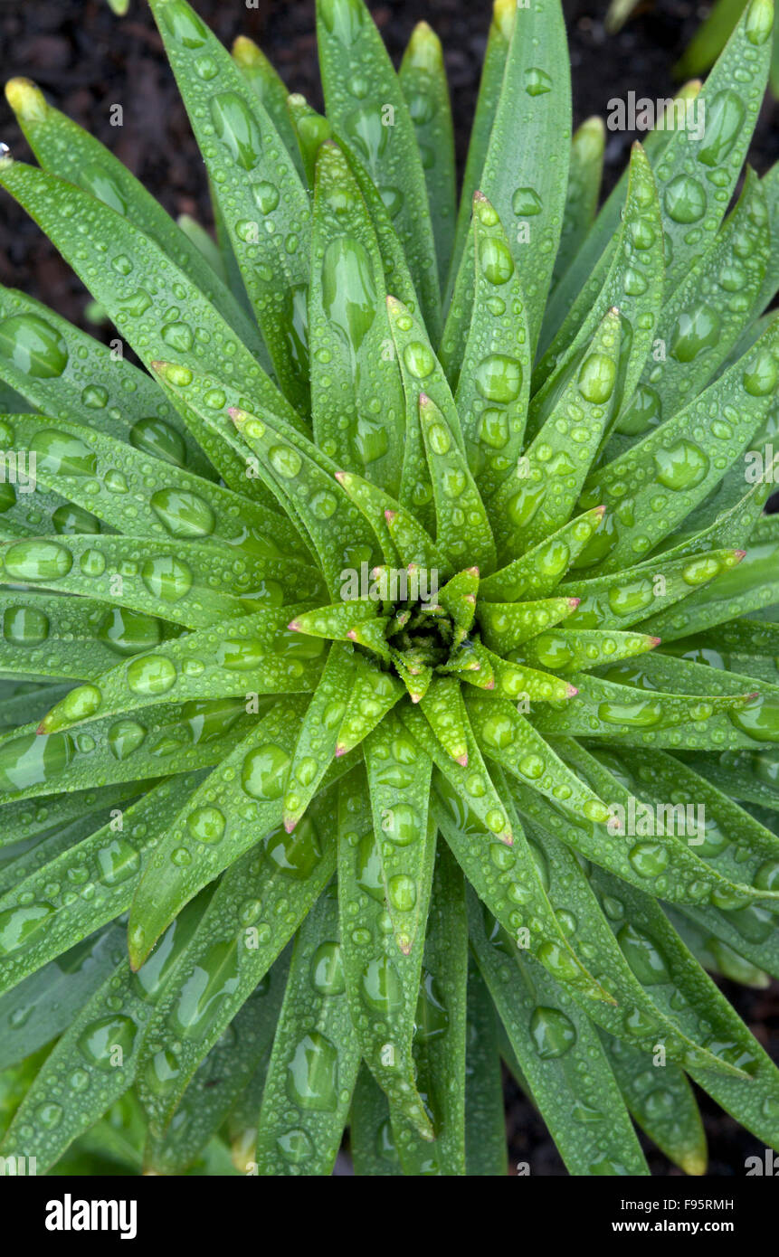 Inländische Lily schwer mit Regen fällt auf den Blättern.  In der Nähe von Thunder Bay, ON, Kanada. Stockfoto