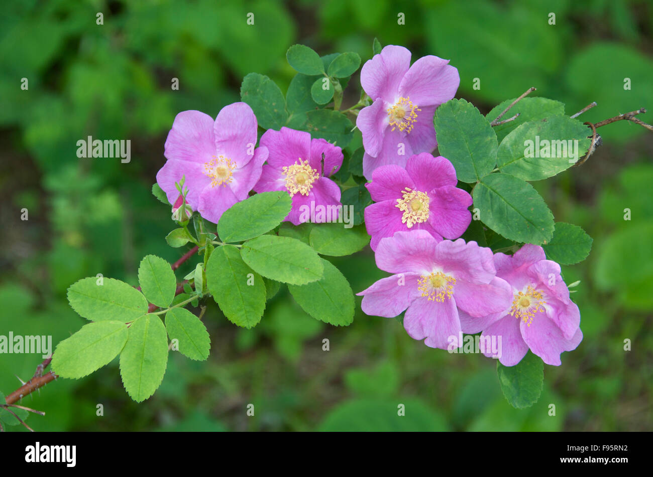 Wild Rose Blüten (Rosa Virginiana), Sommer, in der Nähe von Thunder Bay, ON, Kanada Stockfoto