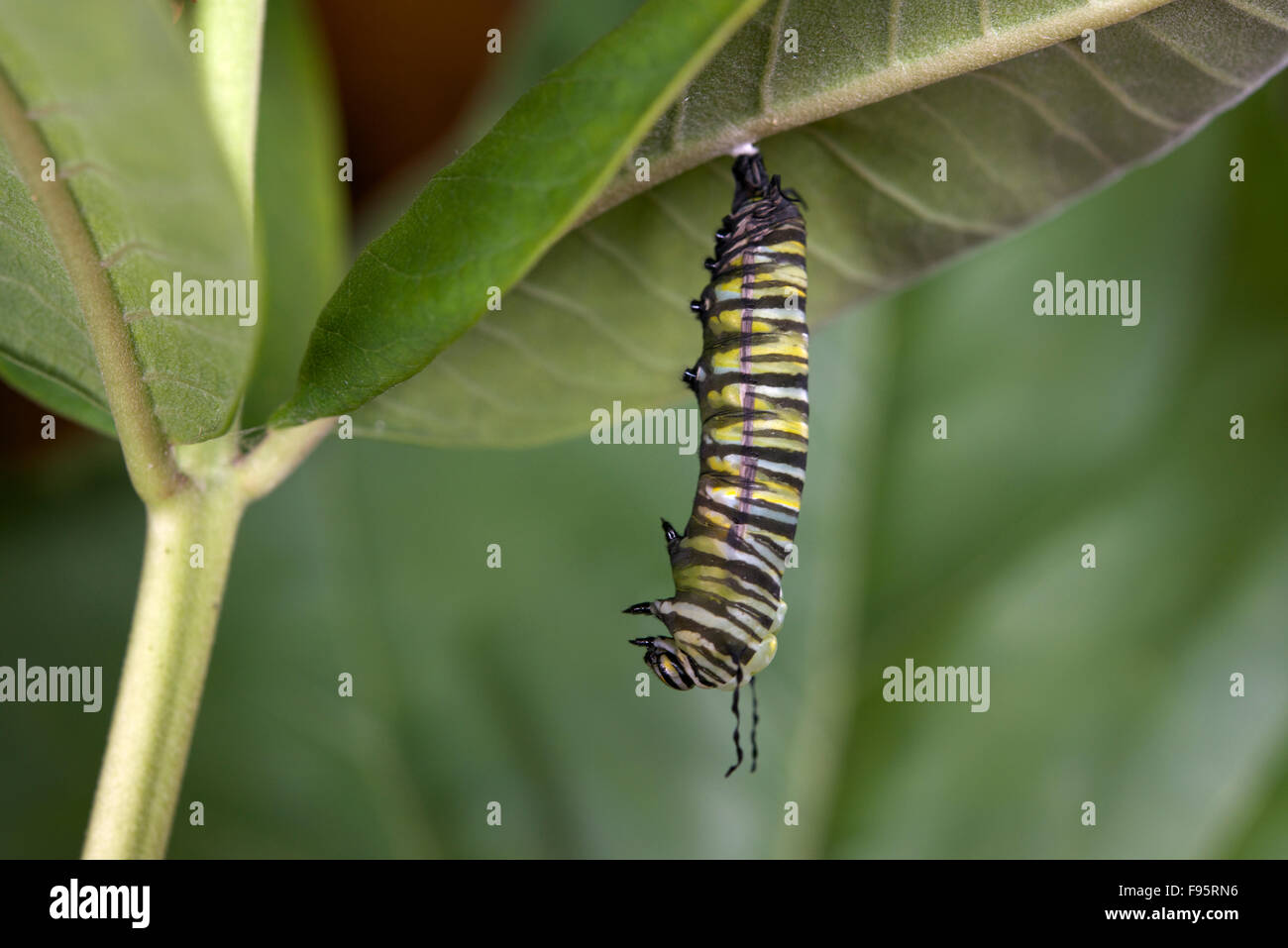 Monarch-Schmetterling Wechsel von Raupe zu Puppe oder Chrysalisforming Stadium, Wolfsmilch Blatt beigefügt. (Danaus Plexippus). Stockfoto