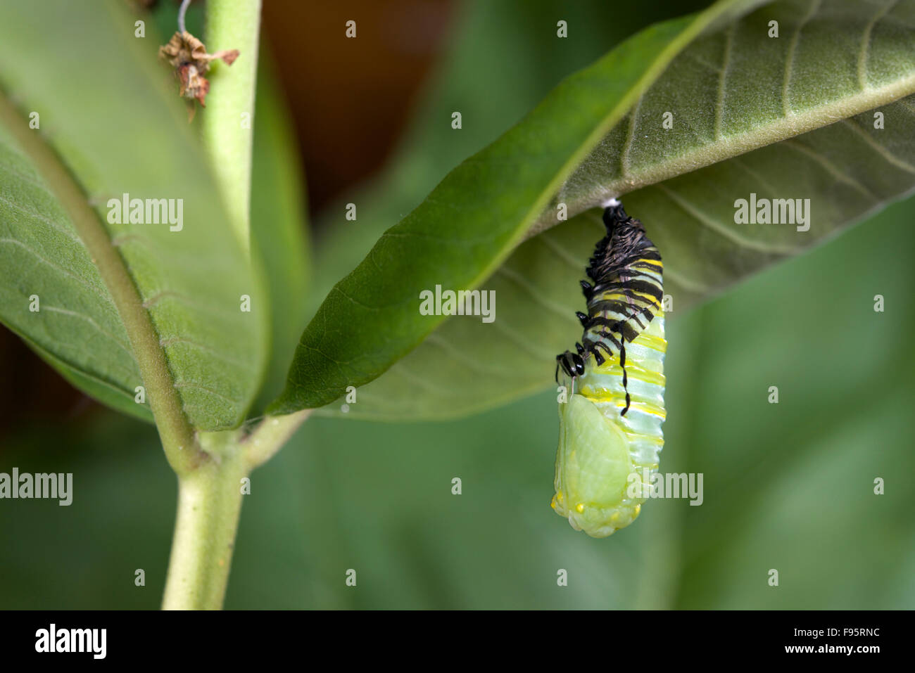 Monarchfalter in Puppe oder Chrysalisforming Stadium, Wolfsmilch Blatt beigefügt. (Danaus Plexippus). In der Nähe von Thunder Bay, Ontario, Kanada Stockfoto