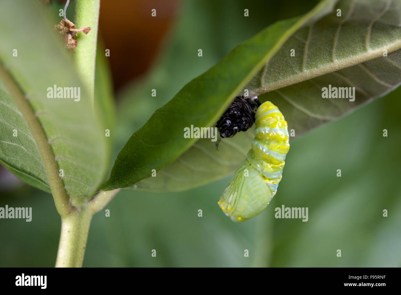 Monarchfalter in Puppe oder Chrysalisforming Stadium, Wolfsmilch Blatt beigefügt. (Danaus Plexippus). In der Nähe von Thunder Bay, Ontario, Kanada Stockfoto