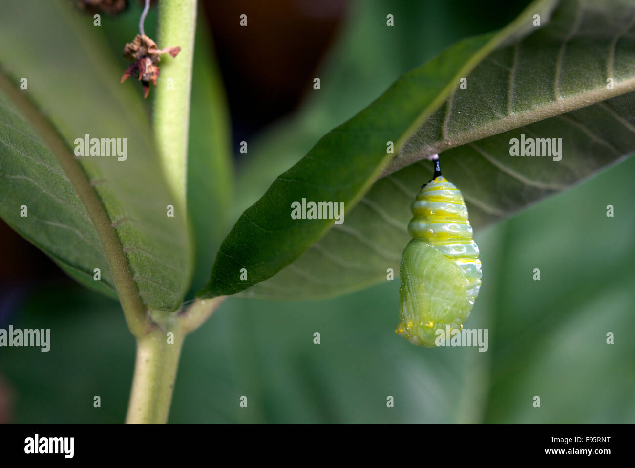 Monarchfalter in Puppe oder Chrysalisforming Stadium, Wolfsmilch Blatt beigefügt. (Danaus Plexippus). In der Nähe von Thunder Bay, Ontario, Kanada Stockfoto