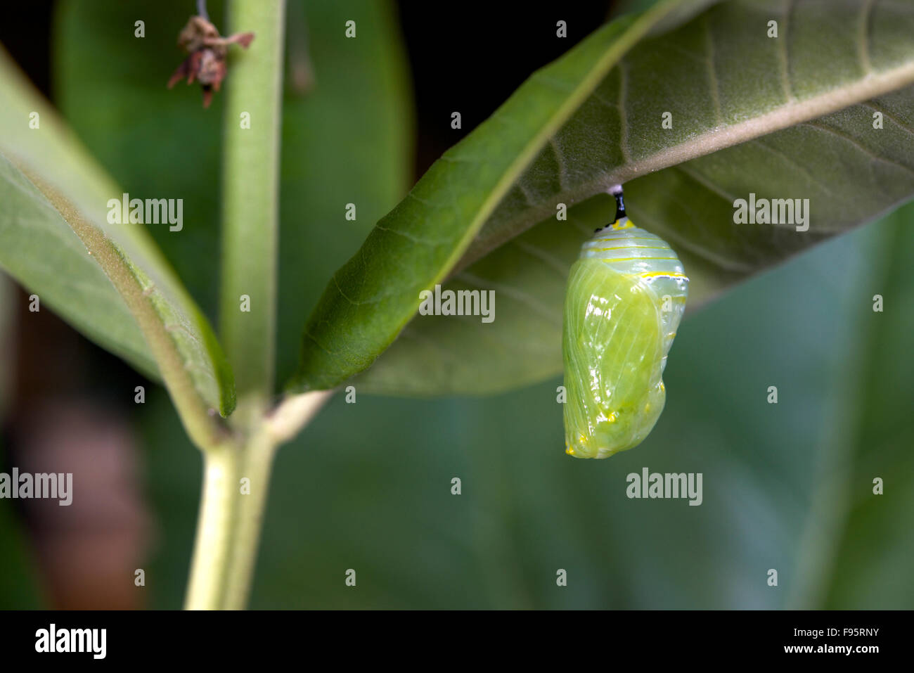 Monarch-Schmetterling Chrysalis Wolfsmilch Blatt beigefügt. (Danaus Plexippus). In der Nähe von Thunder Bay, Ontario, Kanada. Stockfoto