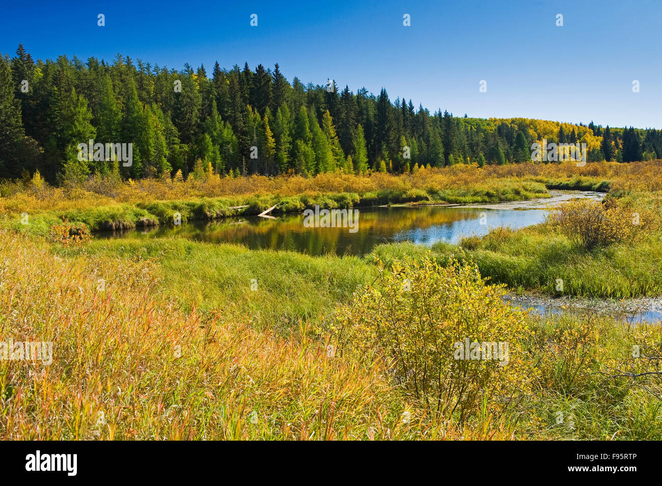 Stream mit herbstlichen Farben im Hintergrund, Prince Albert National Park, Saskatchewan, Kanada Stockfoto
