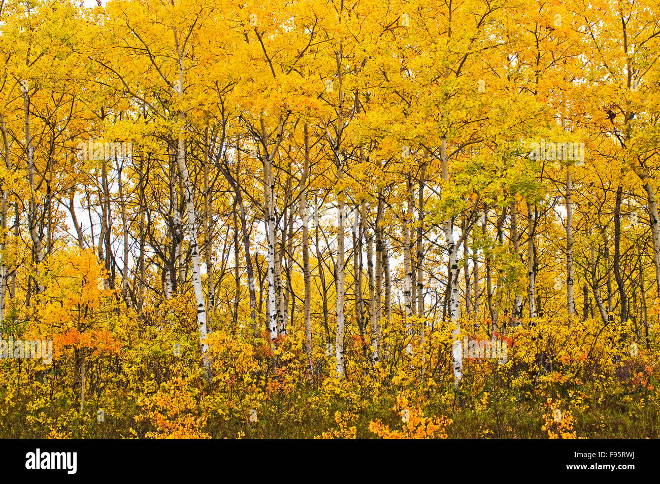 Herbst, sommergrünen Wald, Reiten-Mountain-Nationalpark, Manitoba, Kanada Stockfoto
