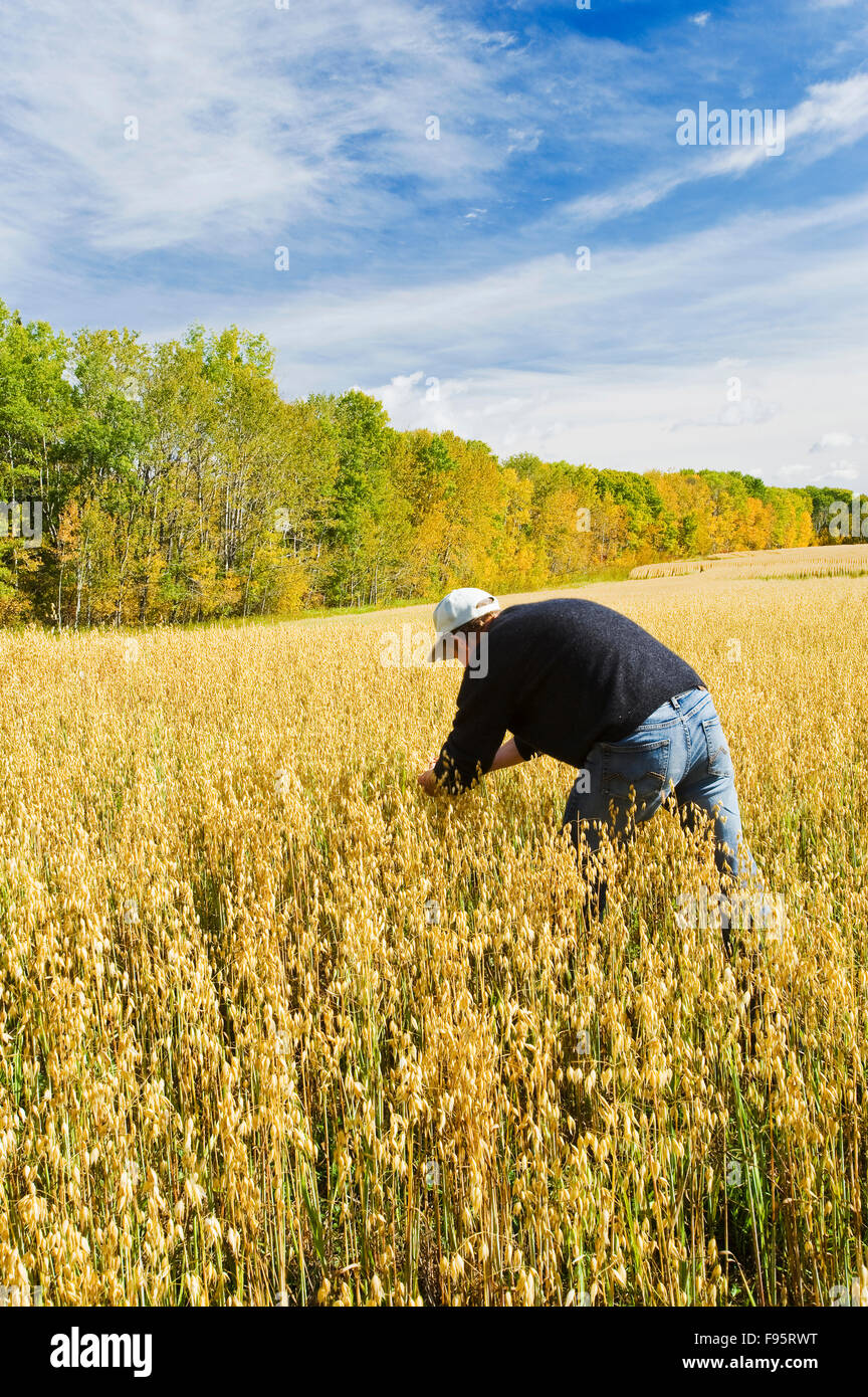 ein Landwirt Pfadfinder ein reifenden Hafer-Feld in der Nähe von Grandview, Manitoba, Kanada Stockfoto