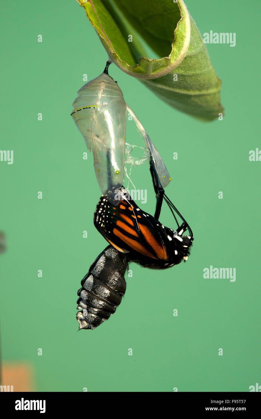 Monarch-Schmetterling aus der Puppe zum Schmetterling, Wolfsmilch Blatt beigefügt. (Danaus Plexippus). In der Nähe von Thunder Bay Stockfoto