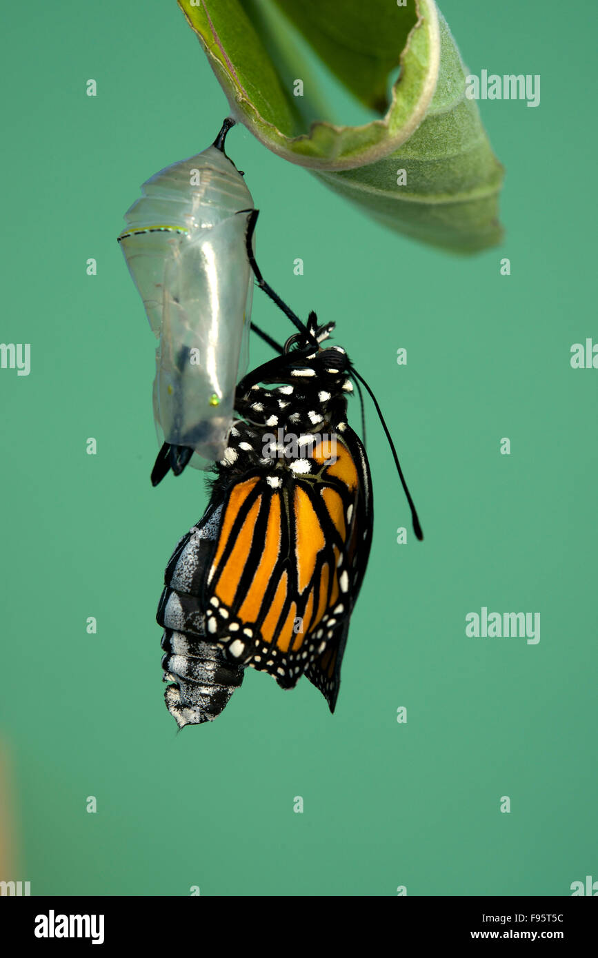 Monarch-Schmetterling frisch geschlüpften, ruht auf Wolfsmilch Pflanze. (Danaus Plexippus). In der Nähe von Thunder Bay, Ontario, Kanada. Stockfoto