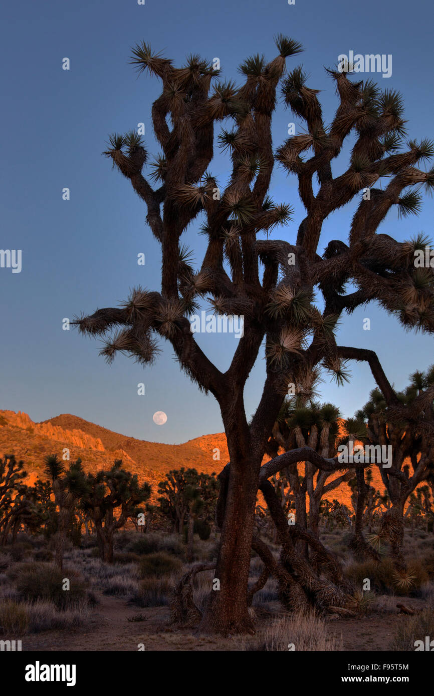 Mondaufgang, Joshua Bäume und Felsformationen, Joshua Tree Nationalpark, Kalifornien USA Stockfoto