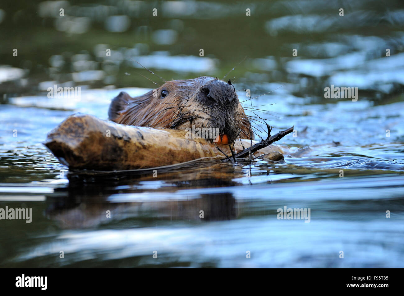 Eine Nahaufnahme der Seite anzeigen ein Biber Gesicht "Castor Canadenis" trägt er einen Stock in den Mund, auf dem Beaver dam zu platzieren. Stockfoto