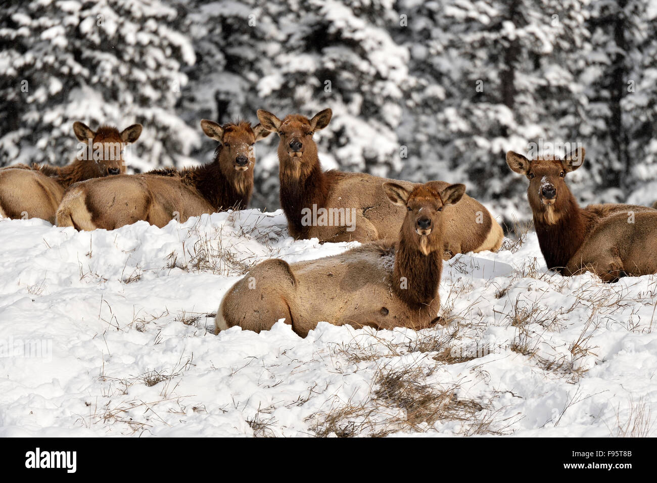 Eine Herde von weiblichen Elk Cervus Elaphus abgedeckt auf dem Schnee liegenden Hügel und alle in die Kamera schaut Stockfoto