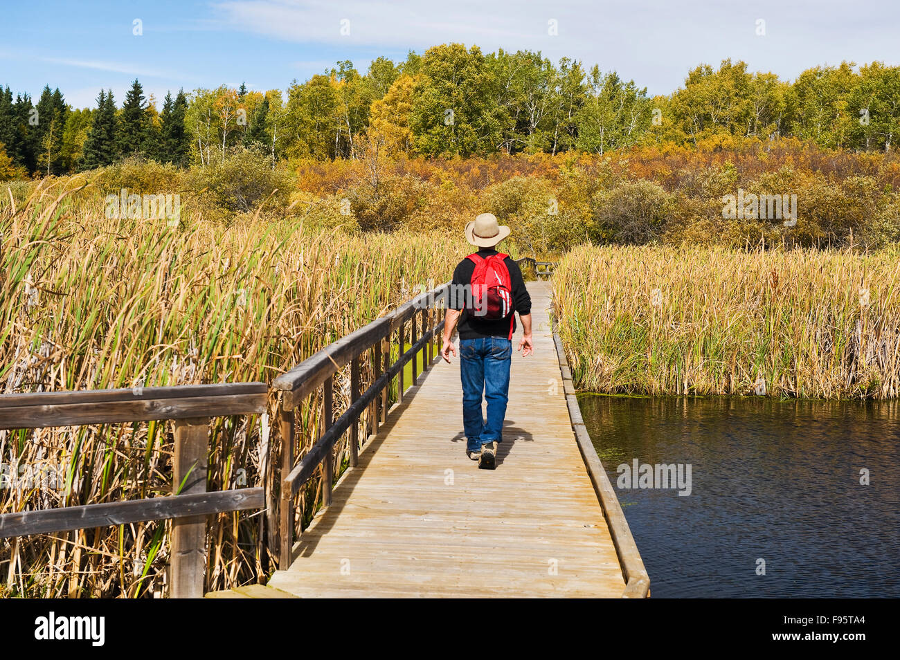 Wanderer auf dem Ominik Marsh Boardwalk, Riding Mountain National Park, Manitoba, Kanada Stockfoto