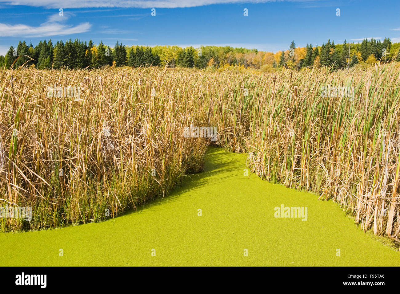 Wasserlinse, Ominik Marsh, Riding Mountain National Park, Manitoba, Kanada Stockfoto