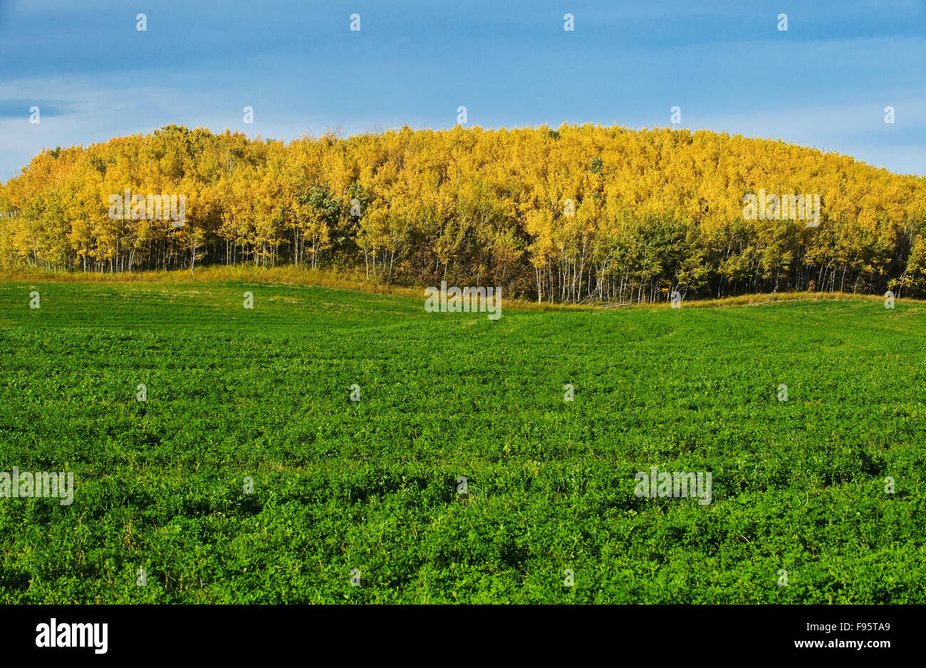 Luzerne-Feld in der Nähe in der Nähe von Riding Mountain, Manitoba, Kanada Stockfoto