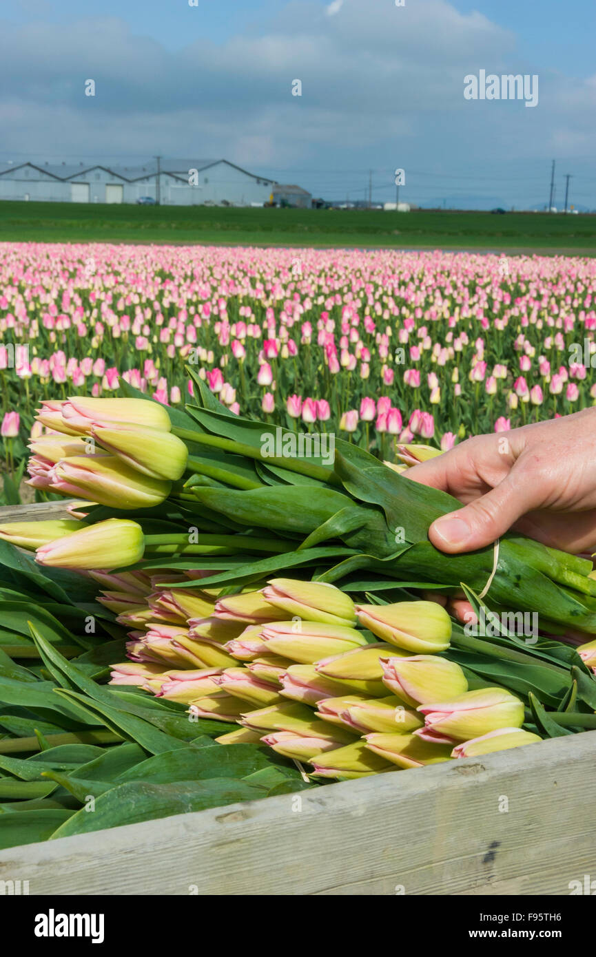 Frisch gepflückten Tulpen in LA Conner Washington USA Stockfoto