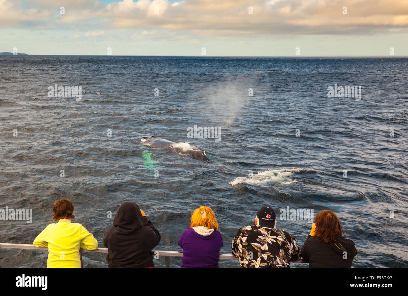 Buckelwal, (Impressionen Novaeangliae), und Wal-Beobachter, Witless Bay ökologische Reserve, Neufundland, Kanada Stockfoto