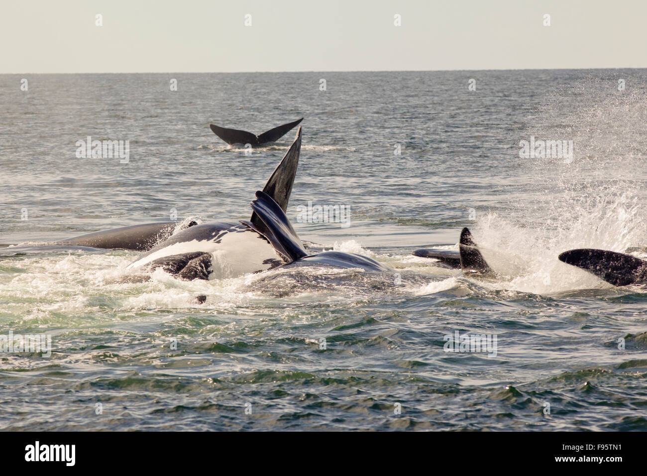 Paarung North Atlantic richtige Wale (Eubalaena Cyclopoida), Grand Manan Becken, Bay Of Fundy, New Brunswick, Kanada Stockfoto