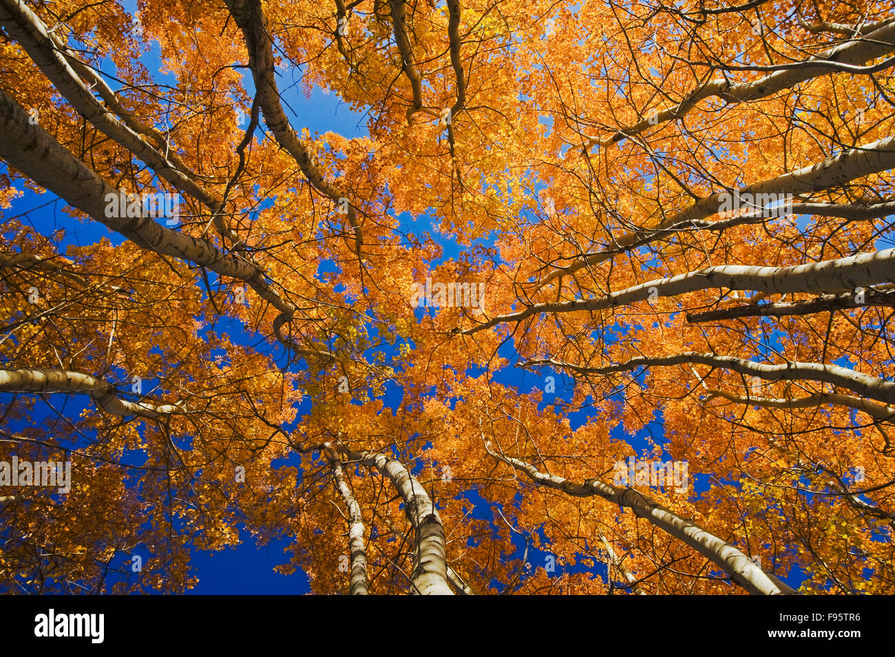 Herbst, Espe Bäume in Birds Hill Provincial Park, Manitoba, Kanada Stockfoto