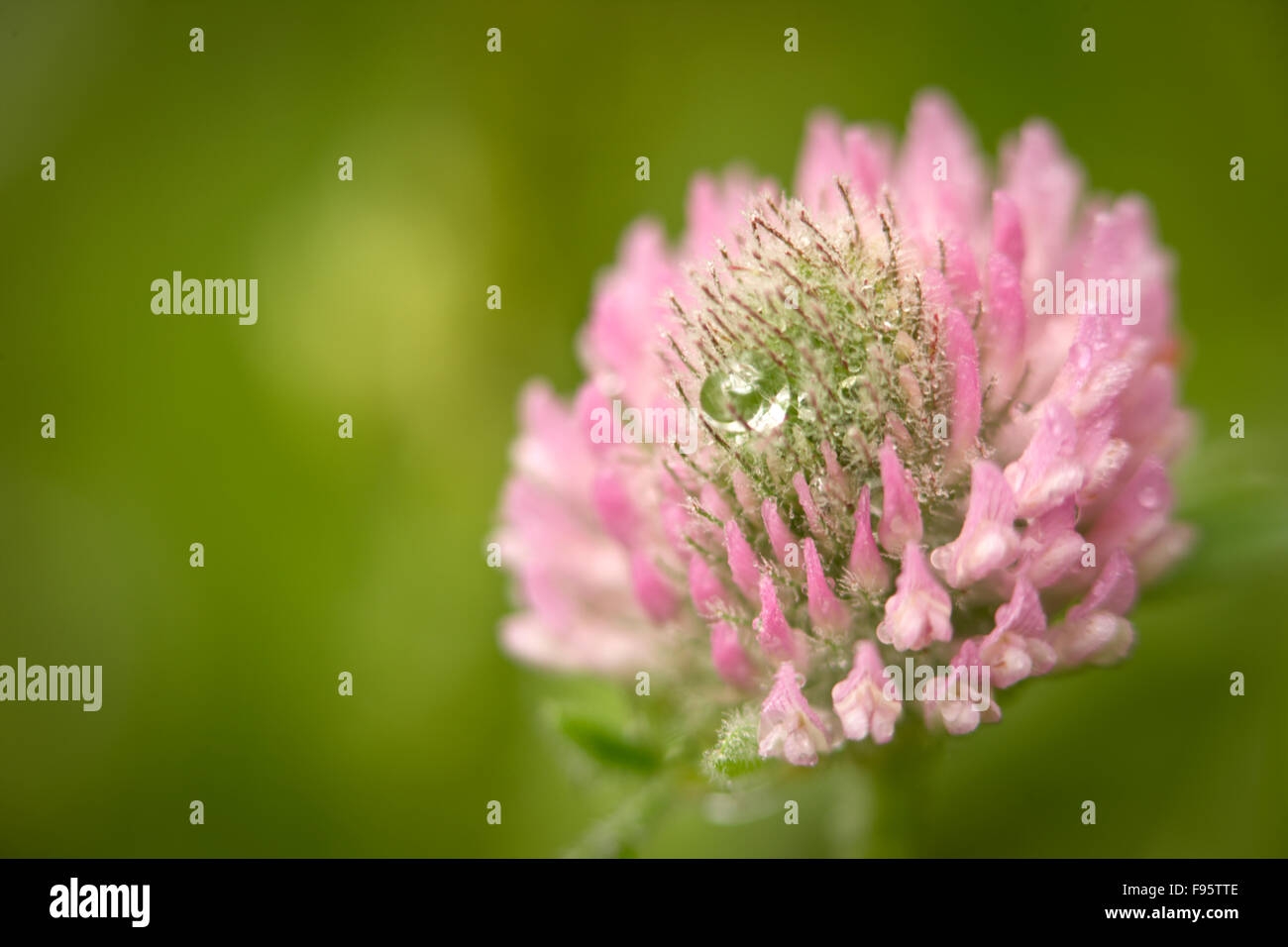 Klee (Trifolium Spp) und Wassertropfen, Banff Nationalpark, Alberta, Kanada Stockfoto