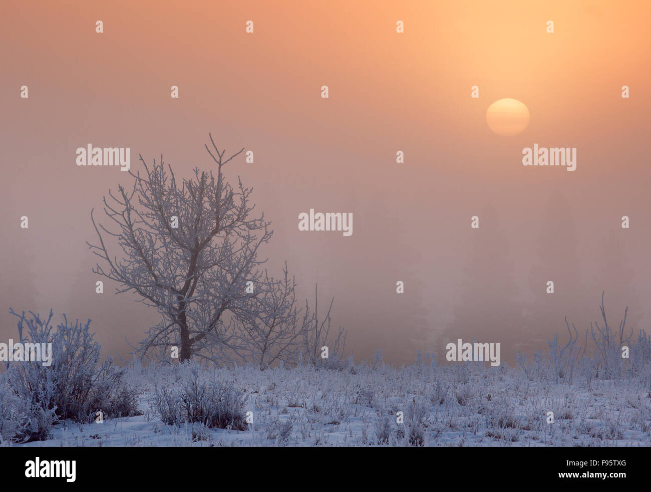 Winternebel in der Nähe von Cochrane, Alberta, Kanada Stockfoto