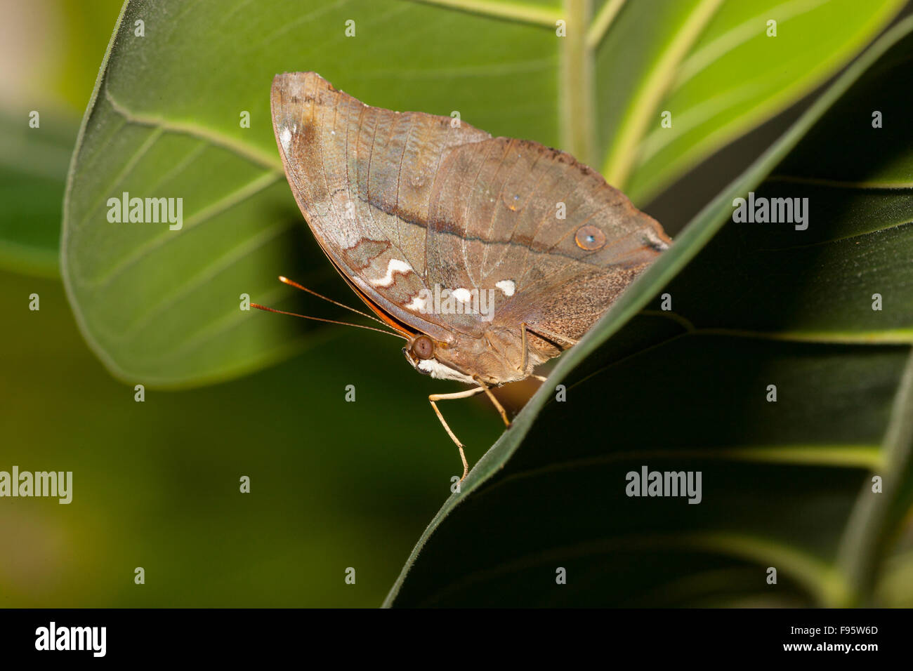Herbst Blatt Schmetterling (Doleschallia Bisaltide) Stockfoto