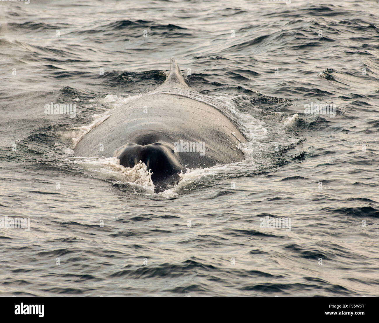 (Impressionen Novaeangliae) Buckelwal, geistloser Bucht ökologische Reserve, Neufundland, Kanada Stockfoto