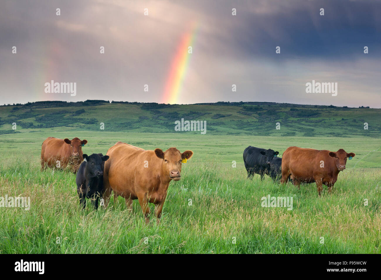 Rinder in Pature mit Regenbogen und Sturm Himmel in der Nähe von Cochrane, Alberta, Kanada Stockfoto