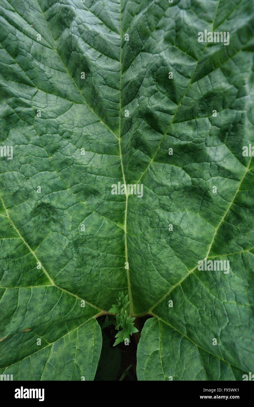 Nahaufnahme der Blätter einer Pflanze Angelica, Island Stockfoto