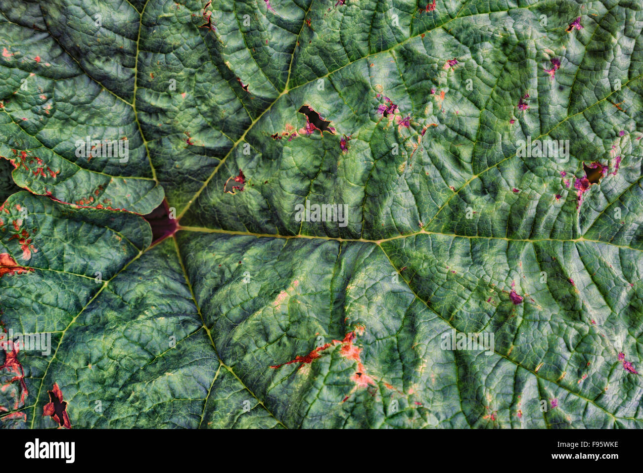 Nahaufnahme der Blätter einer Pflanze Angelica, Island Stockfoto