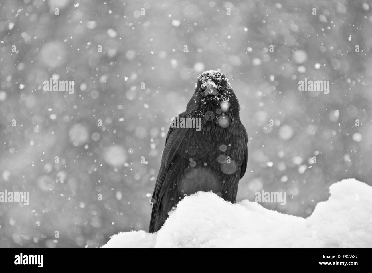 Commom Raven (Corvus Corax) im Schnee, Jasper Nationalpark, ALberta, Kanada Stockfoto