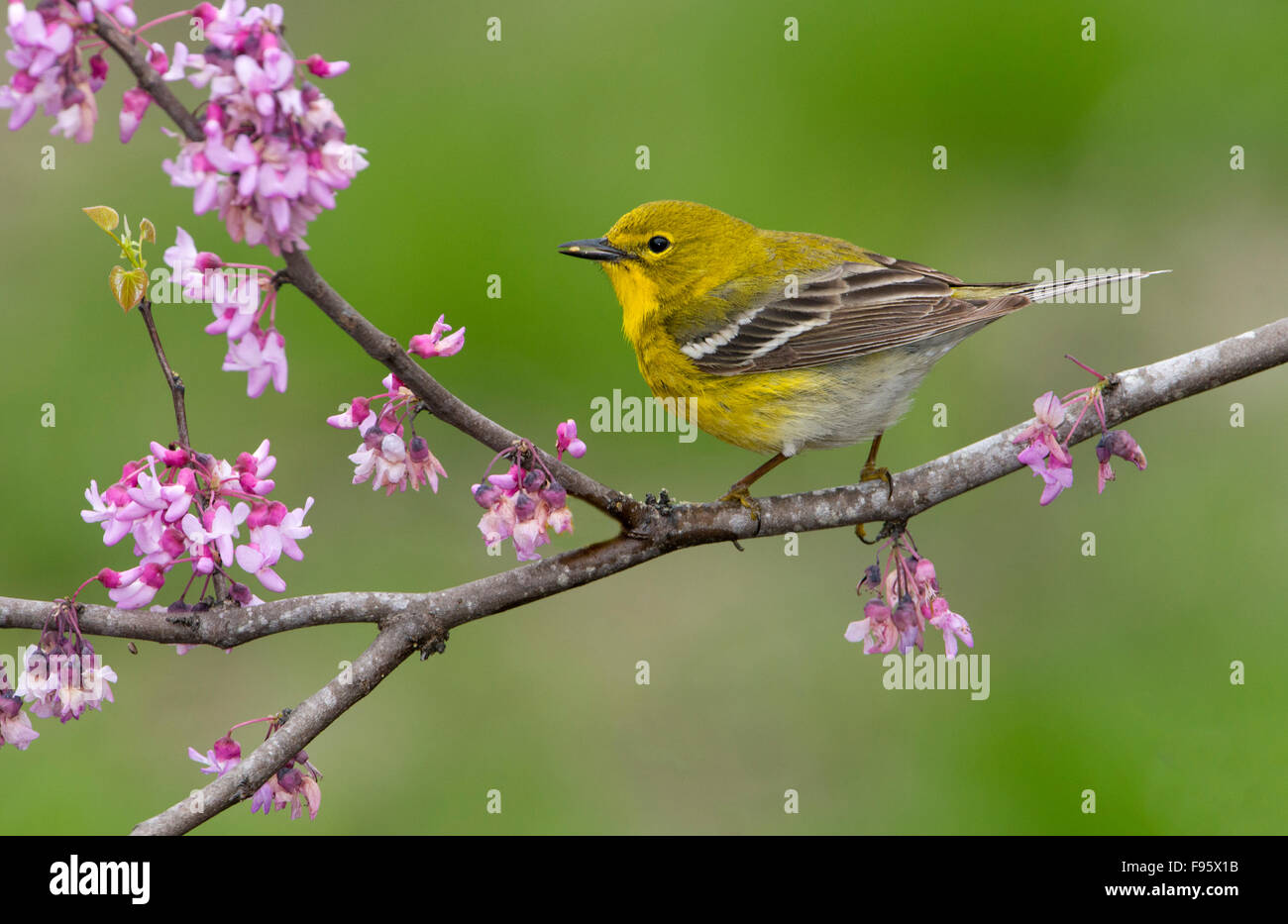 Kiefer-Grasmücke, Setophaga Pinus, Houston, Texas, USA Stockfoto