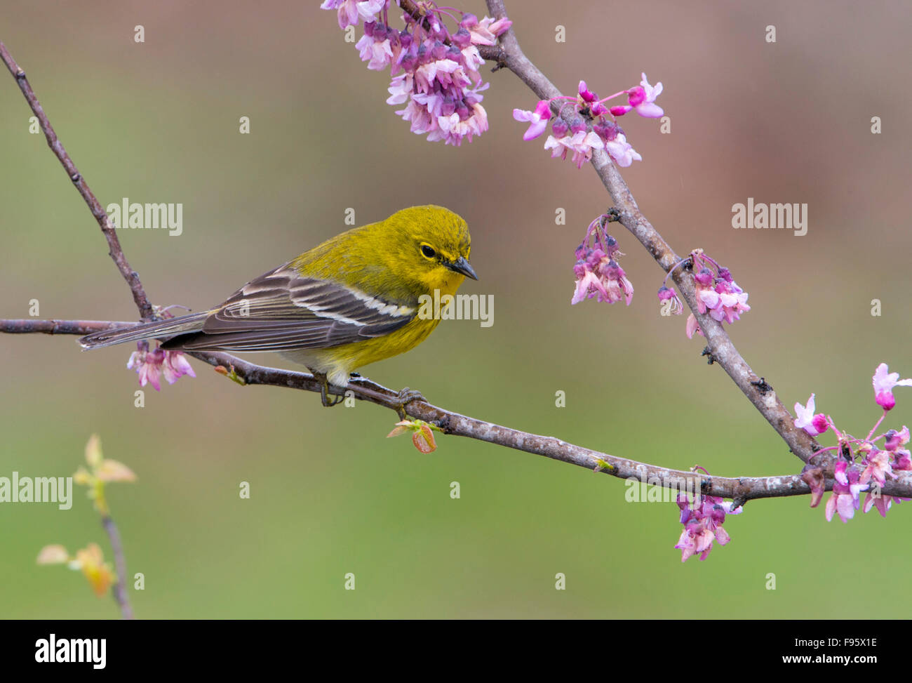 Kiefer-Grasmücke, Setophaga Pinus, Houston, Texas, USA Stockfoto