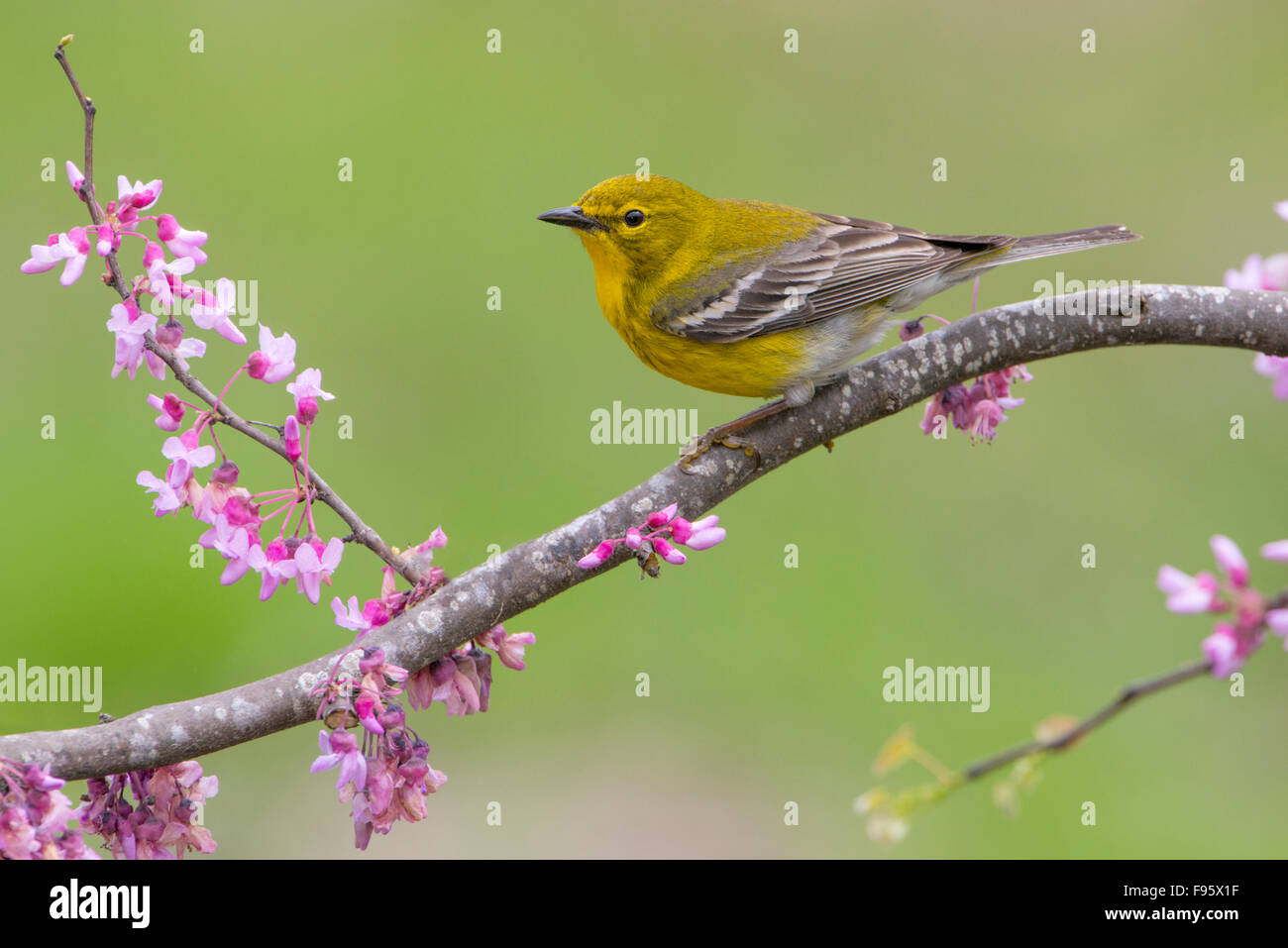 Kiefer-Grasmücke, Setophaga Pinus, Houston, Texas, USA Stockfoto