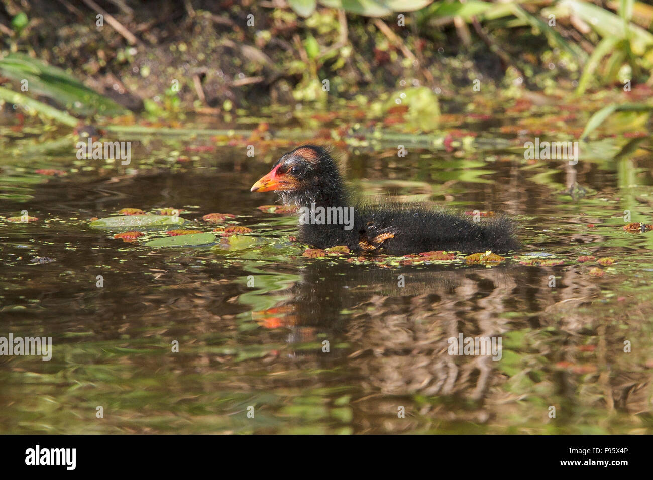 Teichhühner (Gallinula Chloropus) in einem Sumpf im Atlantischen Regenwald des südöstlichen Brasilien. Stockfoto