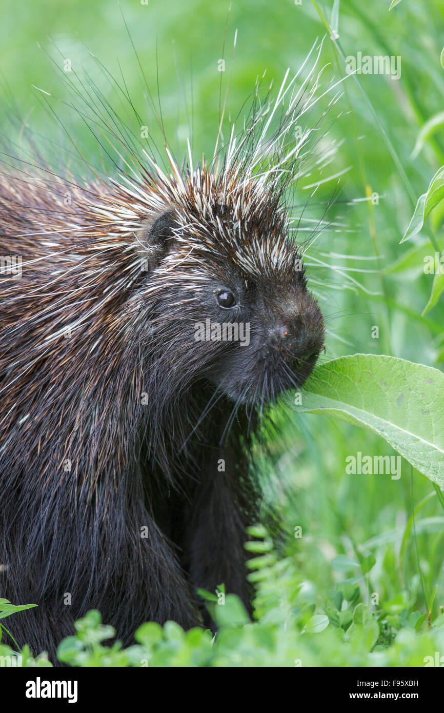 Ein Stachelschwein in südlichen Ontario, Kanada. Stockfoto