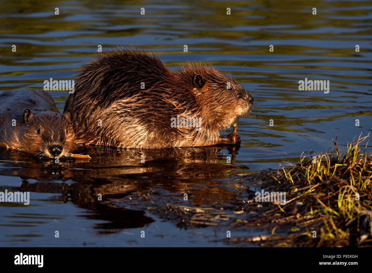 Zwei junge Biber "Castor Canadenis" sitzen im seichten Wasser von ihrem Teich Fütterung auf einige Äste Stockfoto