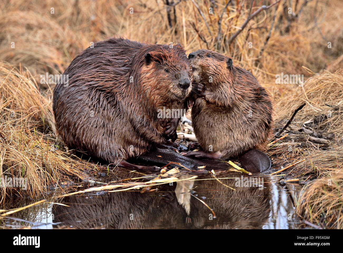 Zwei Biber "Castor Canadenis" sitzen auf ihren Teich Pflege und scheinbar Comminucate zueinander Stockfoto