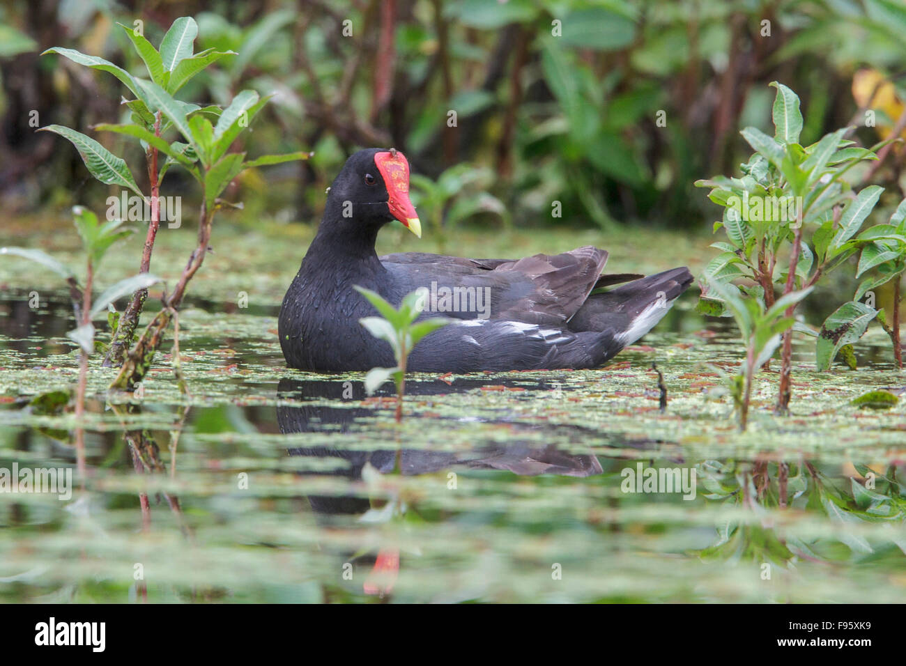 Teichhühner (Gallinula Chloropus) in einem Sumpf im Atlantischen Regenwald des südöstlichen Brasilien. Stockfoto