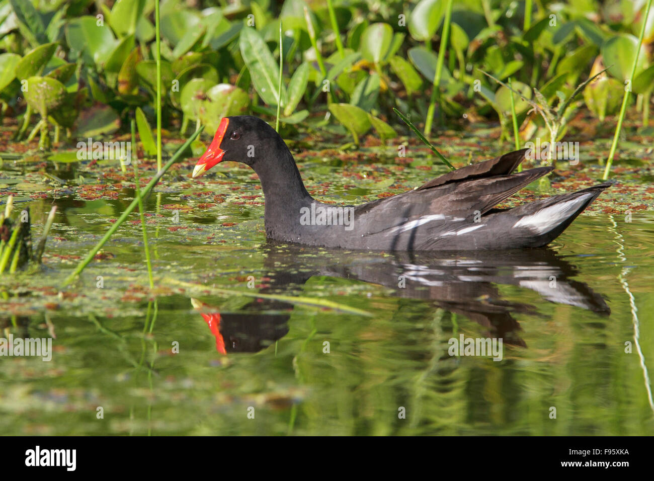 Teichhühner (Gallinula Chloropus) in einem Sumpf im Atlantischen Regenwald des südöstlichen Brasilien. Stockfoto