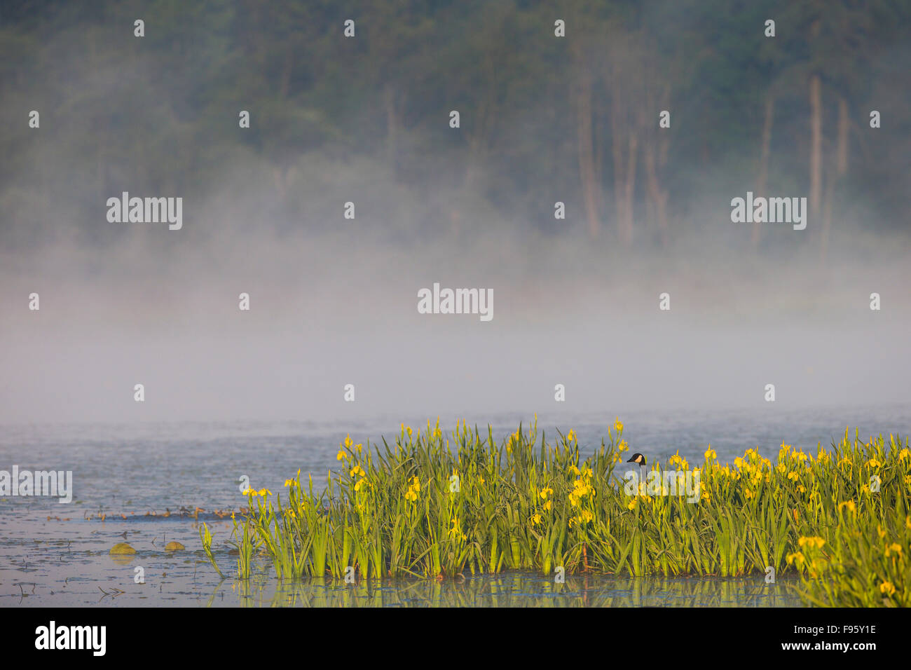 Kanadagans (Branta Canadensis) und gelbe Schwertlilien (Iris Pseudacorus), Burnaby Lake, Burnaby, British Columbia. Gelbe Schwertlilien Stockfoto