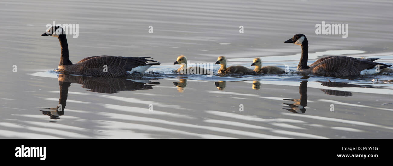 Kanadagans (Branta Canadensis), koppeln mit Gänsel, Burnaby Lake, Burnaby, British Columbia. Stockfoto