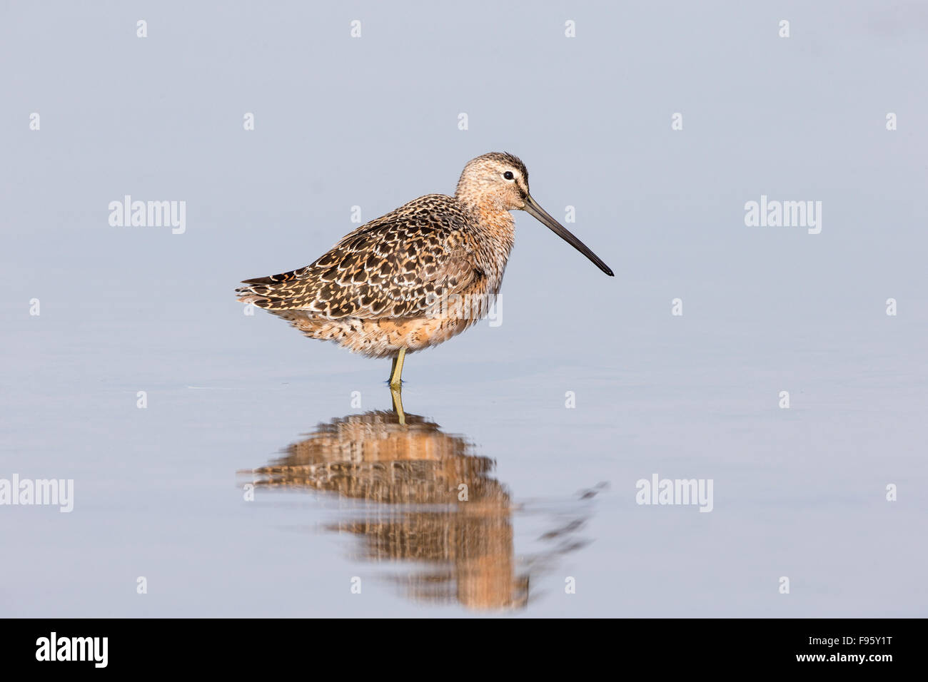 Dowitcher (Limnodromus SP.), Burnaby Lake, Burnaby, British Columbia. Stockfoto