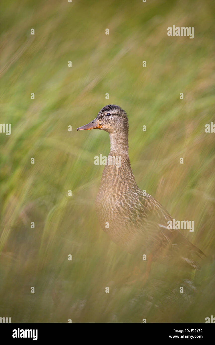 Stockente (Anas Platyrhynchos), Weiblich, Kamloops, Britisch-Kolumbien. Stockfoto