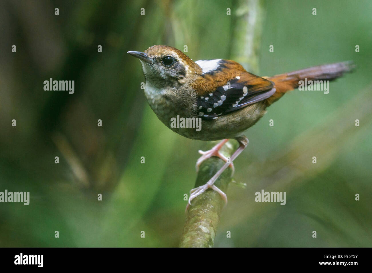 Squamate Antbird (Myrmeciza Squamosa) thront auf einem Ast im Atlantischen Regenwald des südöstlichen Brasilien. Stockfoto