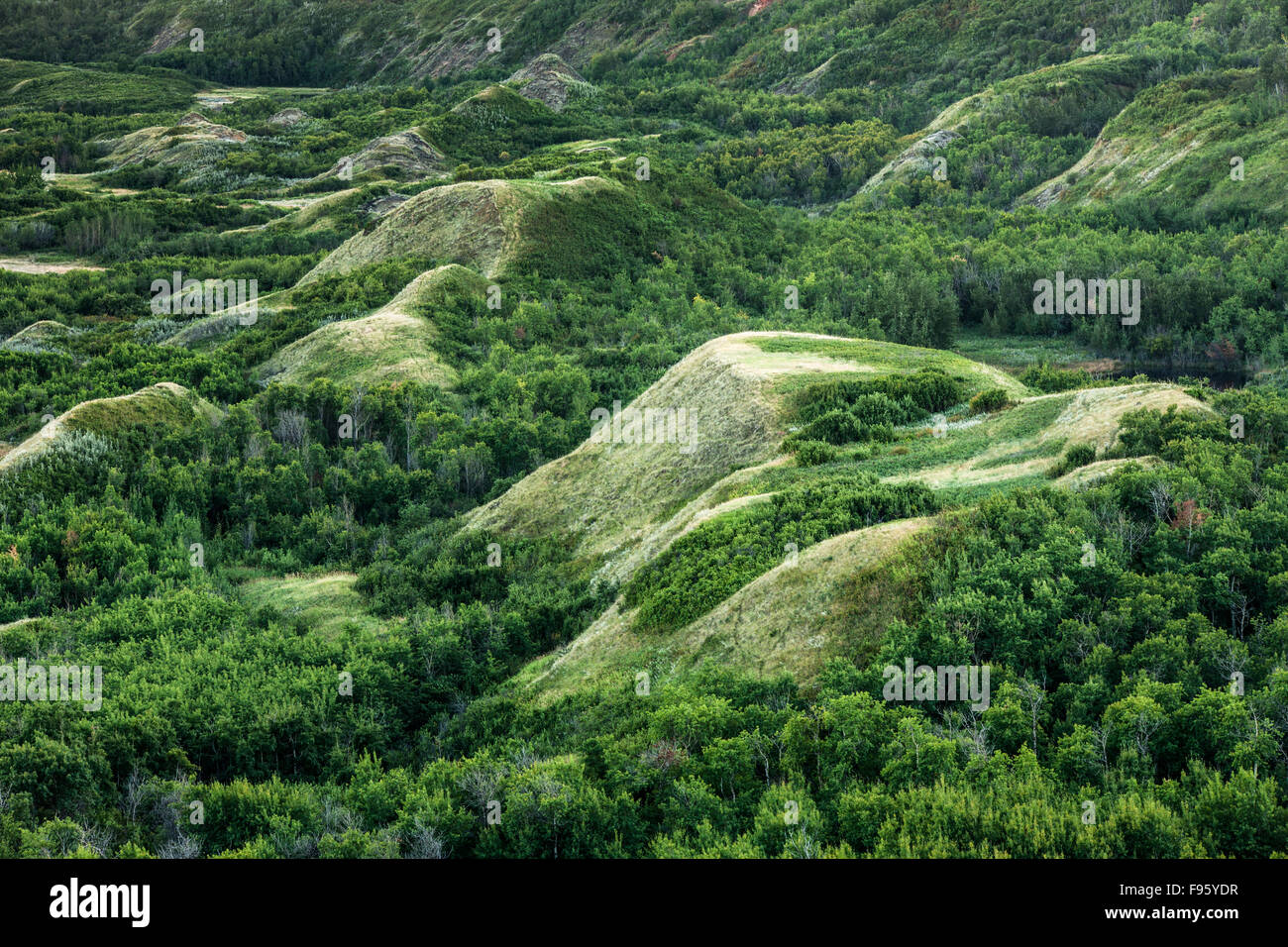 Trockene Insel Buffalo Jump Provincial Park, Alberta, Kanada Stockfoto