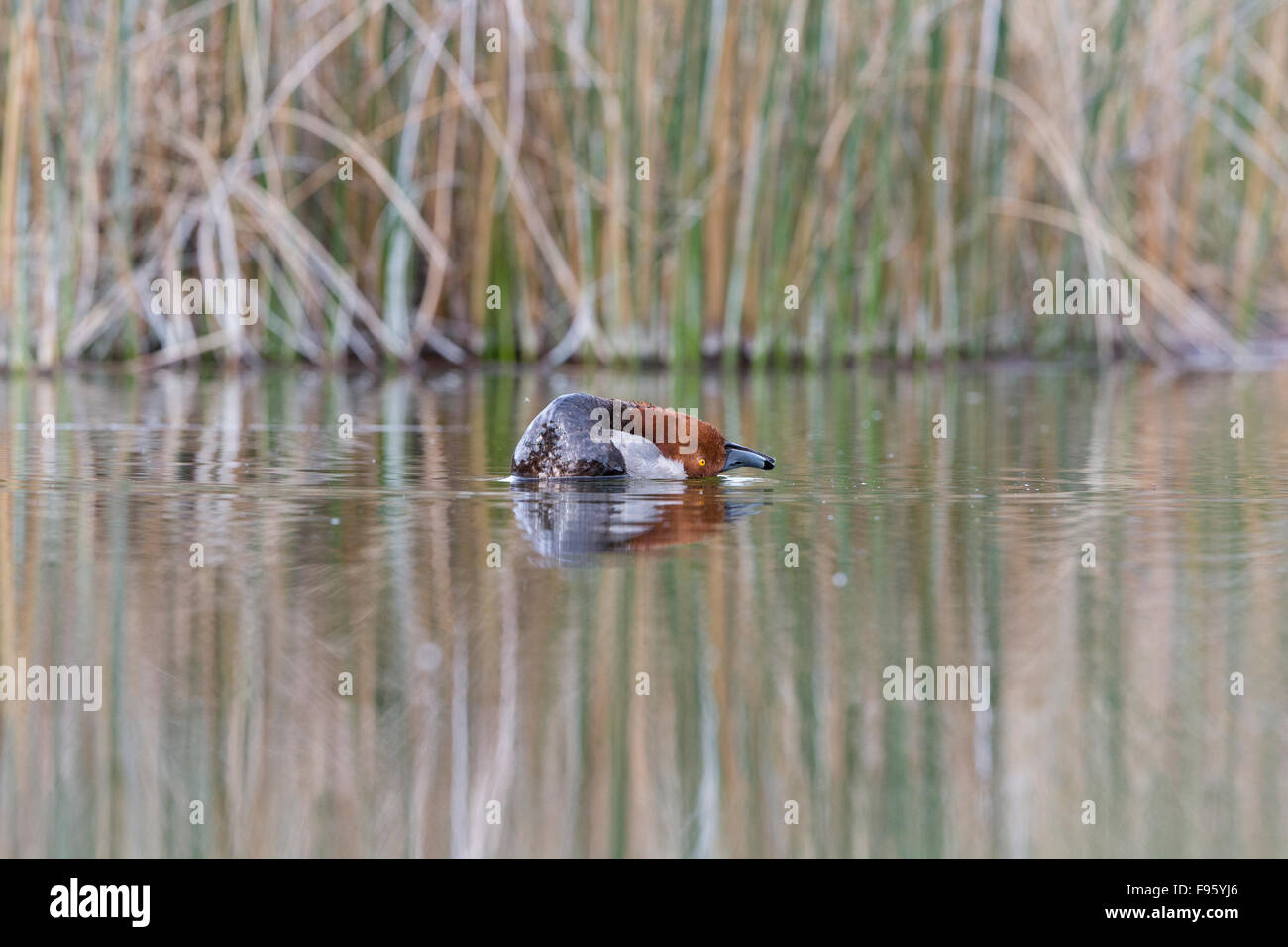 Rothaarige (Aythya Americana), männliche in der Zucht Gefieder, Balz, Kamloops, Britisch-Kolumbien, Kanada Stockfoto