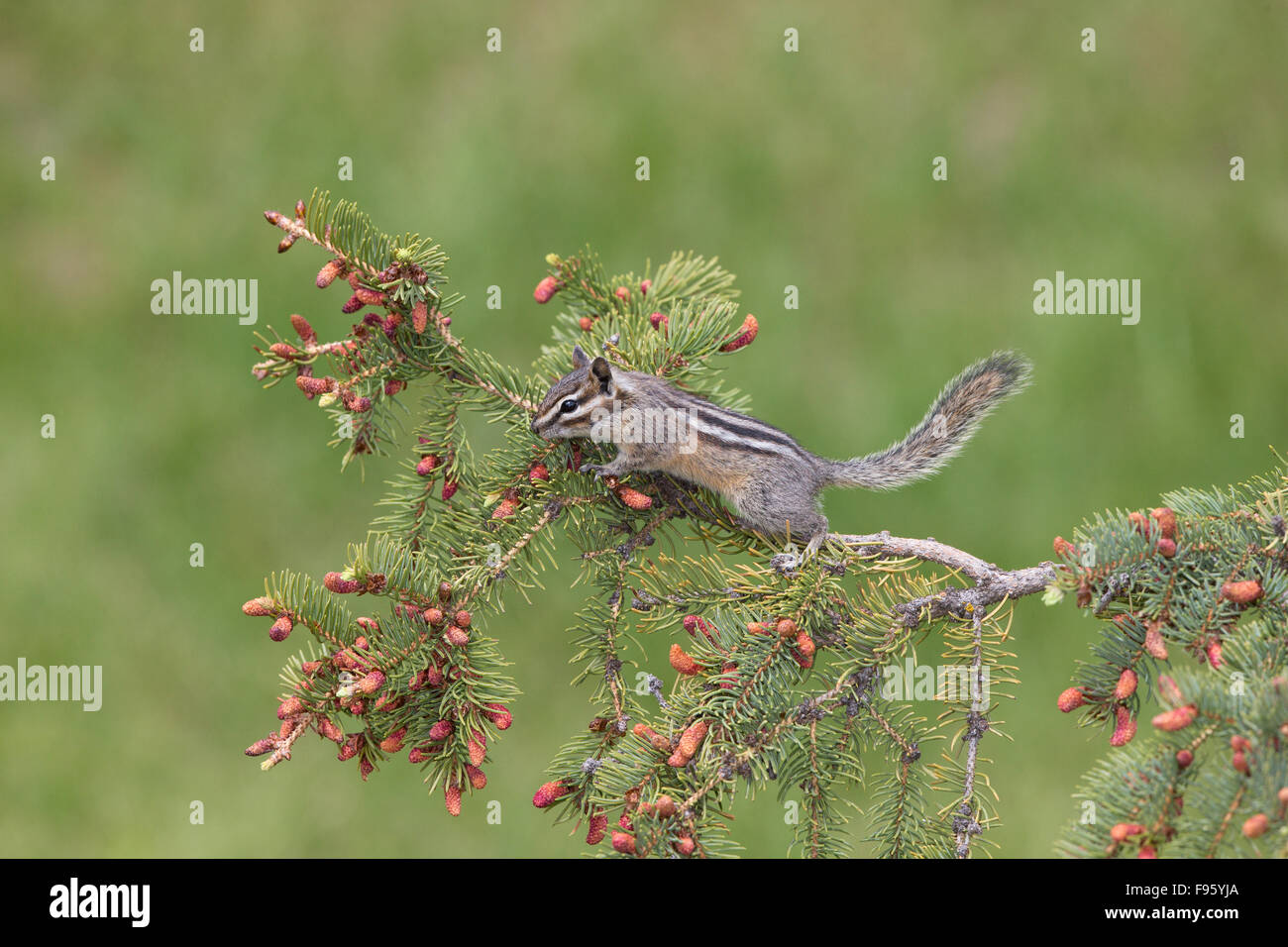 Yellowpine Chipmunk (Tamias Amoenus), Lac Le Jeune, Britisch-Kolumbien. Barsch-Setup mit Lebensmitteln angezogen. Stockfoto