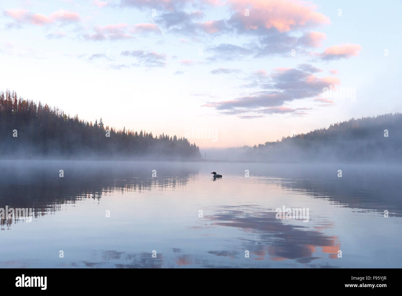 Gemeinsamen Loon (Gavia Immer), im Nebel bei Sonnenaufgang, Lac Le Jeune, Britisch-Kolumbien. Stockfoto