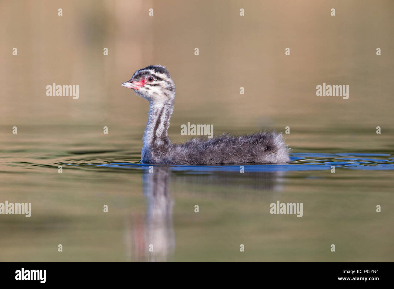 Ohrentaucher (Podiceps Auritus), Küken, Kamloops, Britisch-Kolumbien. Stockfoto